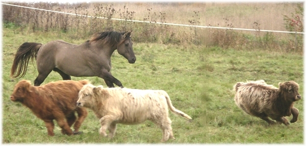 Ka Cee Smoker with Highland calves in 2005.