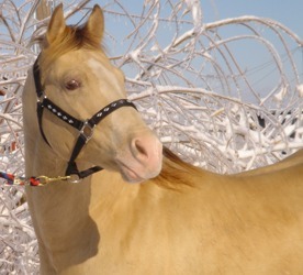 Scottish Five Bar - AQHA Amber Champagne Stallion.