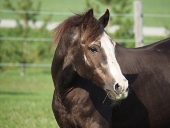 Haidabilly in September 2016 at age 26