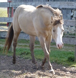 Scottish Five Bar - AQHA Amber Champagne Stallion.