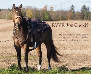 RVVR Joe ChexN - 2016 AQHA Buckskin Gelding - Reference Stallion