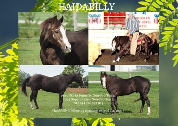 Haidabilly -1990 AQHA Stallion - Reference Stallion