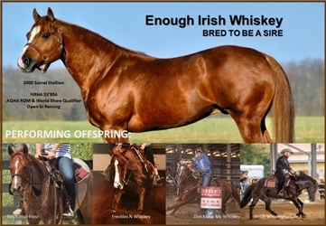 Enough Irish Whiskey - 2000 AQHA Stallion - Reining, Reined Cow, Cutting and Barrel Racing