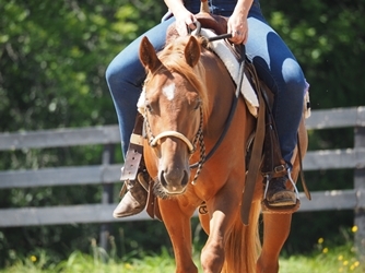 RVVR Wizard At Heart - 2018 AQHA Stallion Prospect - Reined Cow, Reining, Barrel Racing, Ranch Riding