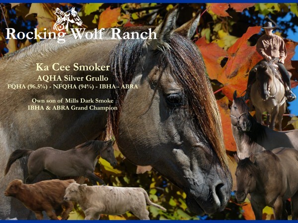 Ka Cee Smoker - AQHA Silver Grullo Stallion - AQHA/ARHA Point Earner. Producer of AQHA H&P Open Point Earner and NRCHA World Show Qualifier.