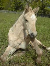 Dunskin colt out of my trail mare Nu Sparkling Angel. 