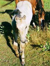 Dunskin colt out of my trail mare Nu Sparkling Angel. 