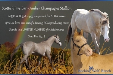 Scottish Five Bar - 1993 AQHA Amber Champagne Stallion - Reference Stallion